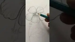 Hibiscus flower drawing #shorts