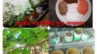  নতুন নতুন গাছ দিয়ে বাড়ি সাজানোর প্রস্তুতি #dailyvlog #lifestyle #বাড়ি রং কাজ #গাছে সার প্রয়োগ 