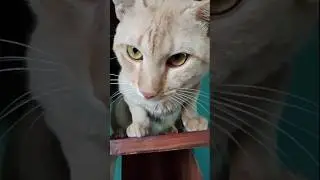 Meet Simba The Lion Boss