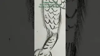#baldeagle #birds #pencilsketch #art #drawing #zoology #loveanimals #sketching #sketch