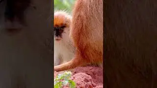 The patas monkey #didyouknow #facts #exotic #tiktok  #shorts