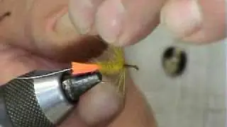 THE GOLDEN OLIVE OCTOPUS