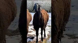 Афган кочкор@@@
