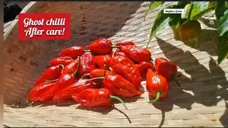How to get multiple harvest from the same ghost chilli plant! Ghost chilli aftercare!