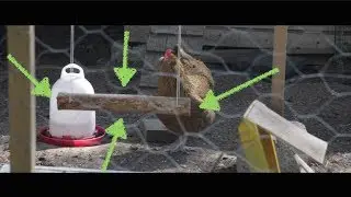 Making a Swing for Backyard Chicken!