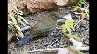 Vira-folha - Rufous-breasted Leaftosser - Sclerurus scansor