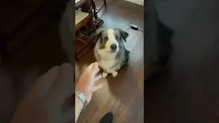 Proof that if you never hit your dog, they won&rsquo;t flinch 🐶