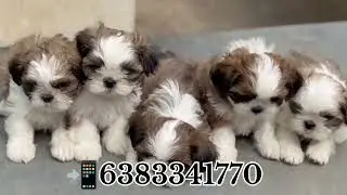 Shihtzu puppy sale in madurai/coimbatore/Theni/bangalore/hosur/selam/Trichy/erode#shihtzupuppy#