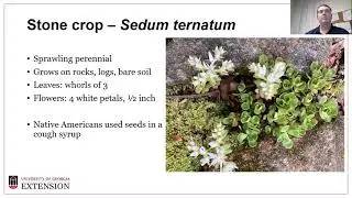 Native Plants in North Georgia by Clark MacAllister