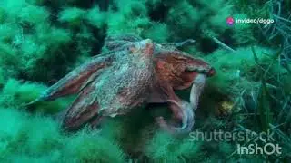 The Hidden World of Animals: Unexplained Phenomena