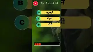 Bird Quiz Questions | Test Your Wild Knowledge!