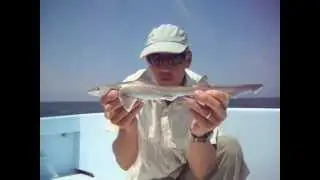 Smooth Dogfish Shark Identification