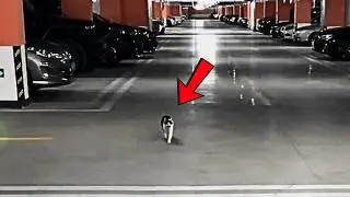 Бездомный кот в подвале хотел лишь еды, но неожиданно нашёл тёплый дом.