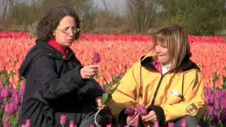 Comment obtient on des bulbes de tulipes ?