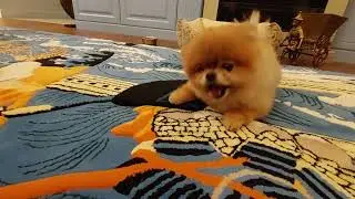 All about the life of charming dogs of the mini-Spitz breed!