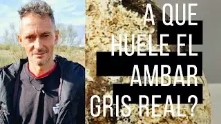 A QUE HUELE EL AMBAR GRIS REAL? Es tan especial como para valer tanto?