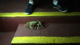 2018 10 Cuba Le crabe