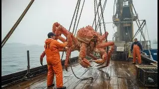 Japan&rsquo;s Seafood Industry: The Relentless Industrial Machine You Never See