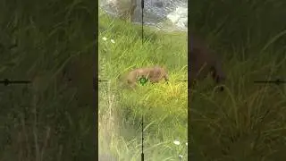 bobcat hunting clash way of hunting Hunter clash #gaming #hunting #huntingsim #hunters #huntingwear