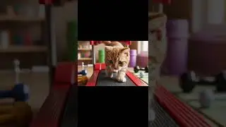 Cat doing exercise. #cat #cute