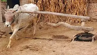Bull powered fodder cutting machine | High speed Bull powered gear toka | Traditional punjab