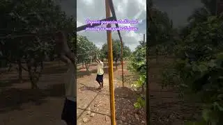 Organic grapevine trellis & pruning in our prakruti farm #organic #naturalfarming #prakruthi #grape