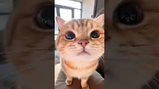 cute cat with big👀 eyes😻🙀😍gorgeous stare#lovelycat #cutecat #prettycat #smallcat #orangecat
