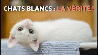 La VÉRITÉ sur la PERSONNALITÉ DES CHATS BLANCS 🐈🤍 (Explication scientifique)