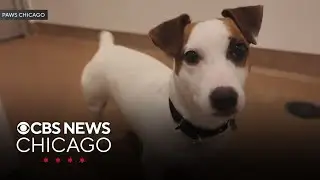 Meet Gary! Paws Chicago's Pet of the Week