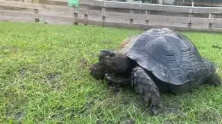 21 inch male  Black Mountain Tortoise&rsquo;s