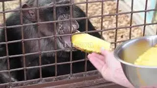 Chimpanzees enjoy pineapple!