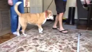 A Well Adjusted Pet: Canine Client Callie!