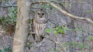 Barred Owl (Strix varia)