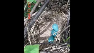#shorts как выглядит гнездо певчего дрозда? в дикой природе Turdus philomelos