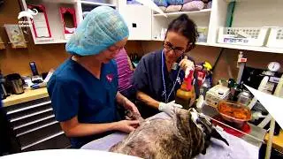 Спасение жизни раненого котёнка | Доктор Джефф: Ветеринар Скалистых гор, сезон 2, серия 1 | Anima...