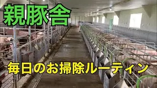 繁殖豚舎のお掃除ルーティン！