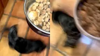 Dog Gets Little Too Excited For Food