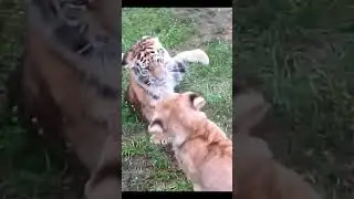 Life of African Lions | Lion and tiger cub fight.
