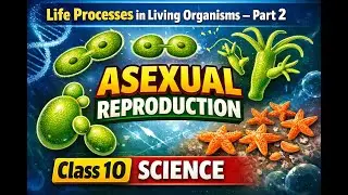 Life Processes in Living Organisms &ndash; Part 2 | Asexual Reproduction | Class 10 Science #ssc