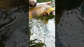 TRUCHA com&uacute;n en RIO PEQUE&Ntilde;O #trucha #pescaamosca #pesca #flyfishing #trout #pescatrucha #rio