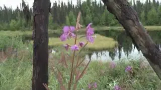 Fly Fishing In Alaska