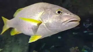 Review of SEA LIFE in Icon Park, Orlando, Florida