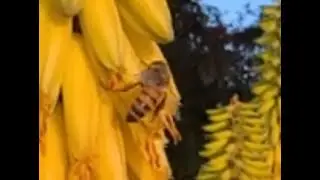 Spring Bees in Slow Motion