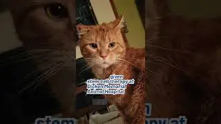 Toby the Cat Developed Arthritis. Hear His Pet Owner on Stem Cell Therapy #cat #catlover #veterinary