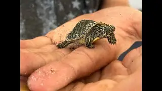 Turtle Egg Update: THEY HATCHED!!!