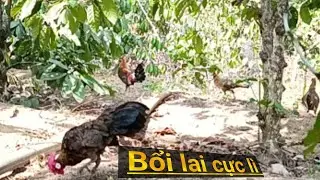 Bẫy Gà Rừng Mới Nhất Mới Nhất Mồi Kẹp Mái Thu Phục Bổi Ép Cực Lì #MạnhGàTV