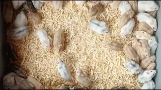 10 JENIS PAKAN HAMSTER UNTUK TERNAK 👌💯 LENGKAP