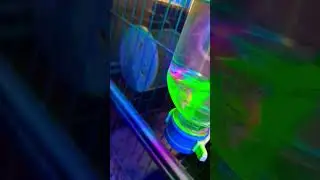 Amazing Bucey edit epic #animals #chinchilla #epic