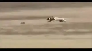 Ozzy Man Reviews: Bunny vs Dogs