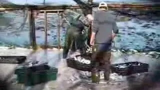Bay of Fundy Weir Fishing for Mackerel & Herring